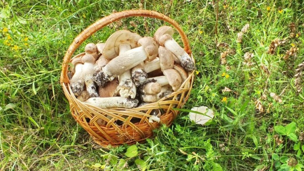 Сон собирать белые грибы в лесу женщине