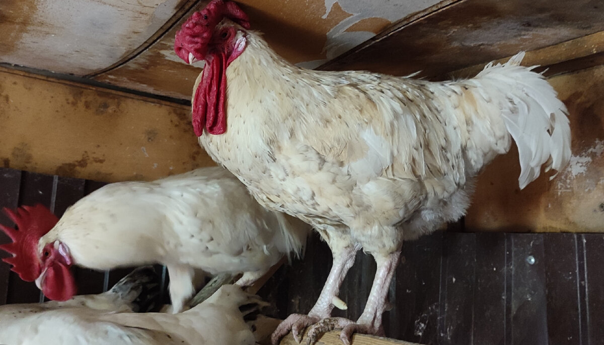 Это петухи породы Пушкинская