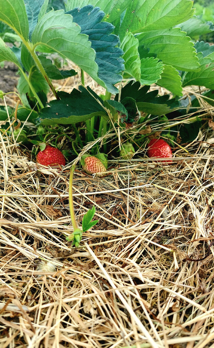 Клубника даёт плоды и тут же наращивает новых деток. Новая жизнь