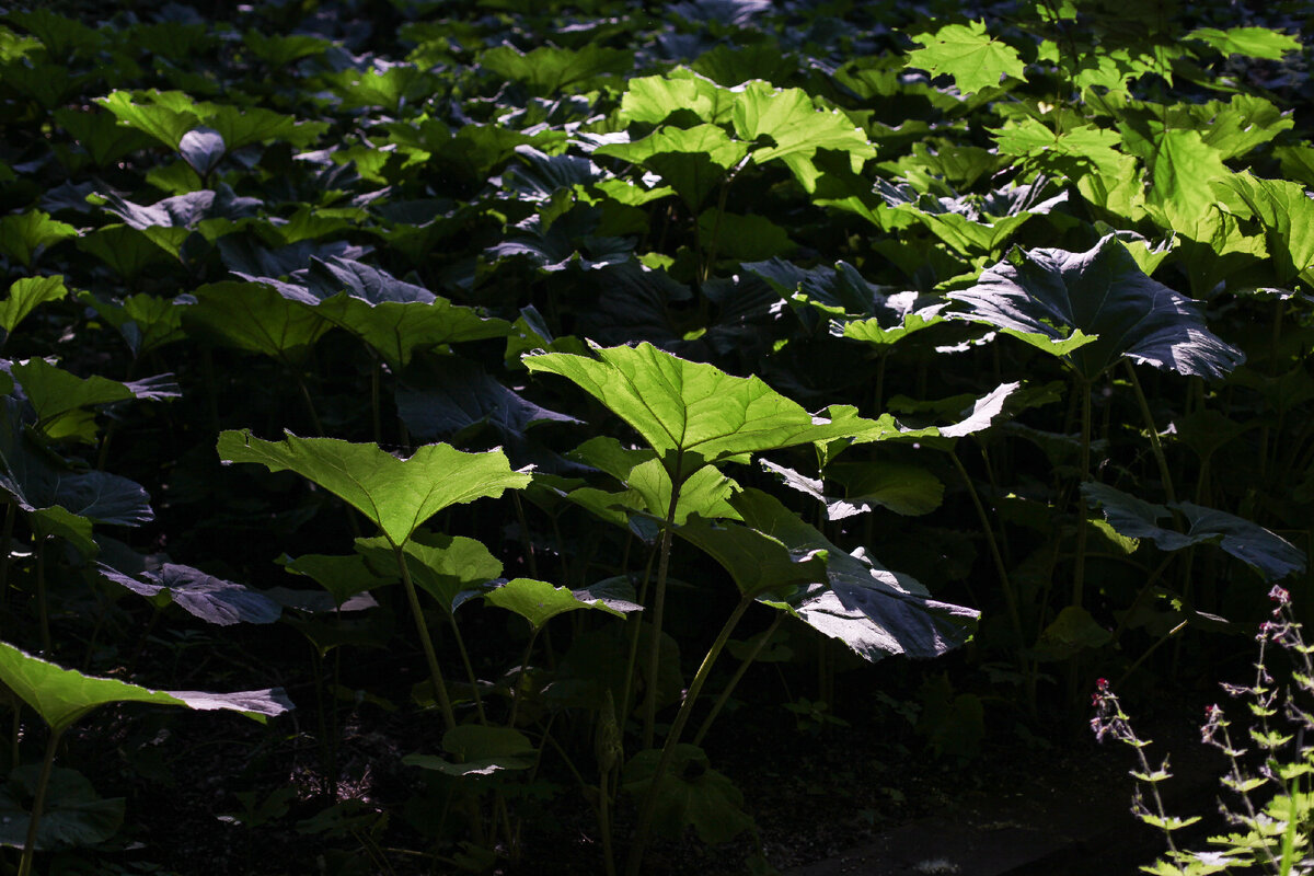 Листья белокопытника на просвет.