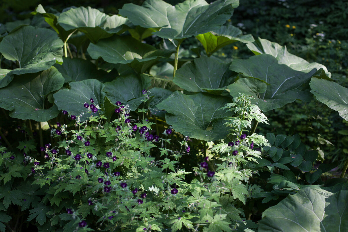 Герань темная и белокопытник.