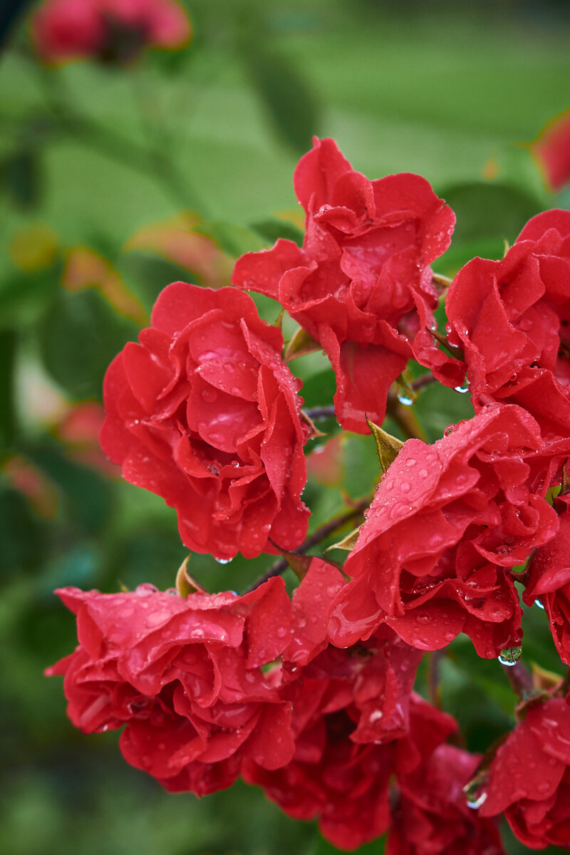 фото: Константин Кордонский