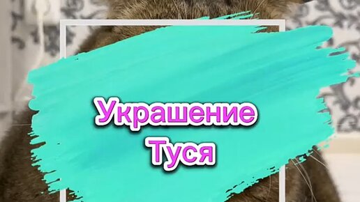 Tusya Kiskis | #туся #cats #animals #кошка #котики #домашниеживотные # ...