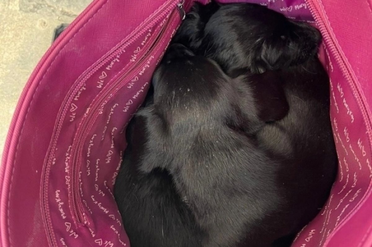    В Тверской области к женскому монастырю подкинули сумку со щенками