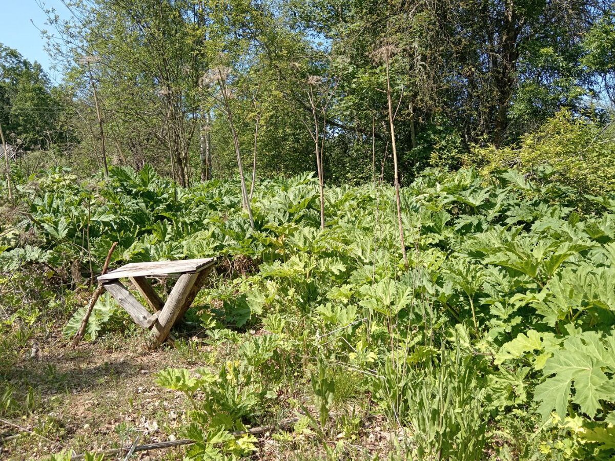 Борщевик в деревне растет.