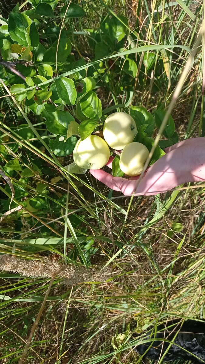Яблоки