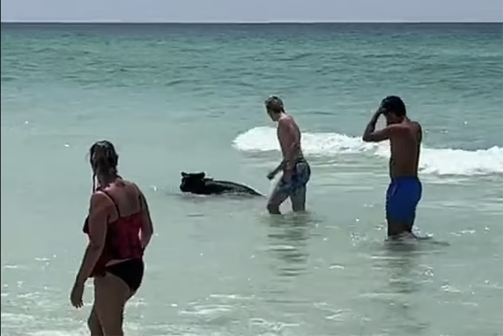     Фото: Chris Barron