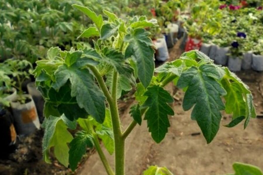 Листья изменили цвет на тёмно-зелёный и начали закручивание вниз.