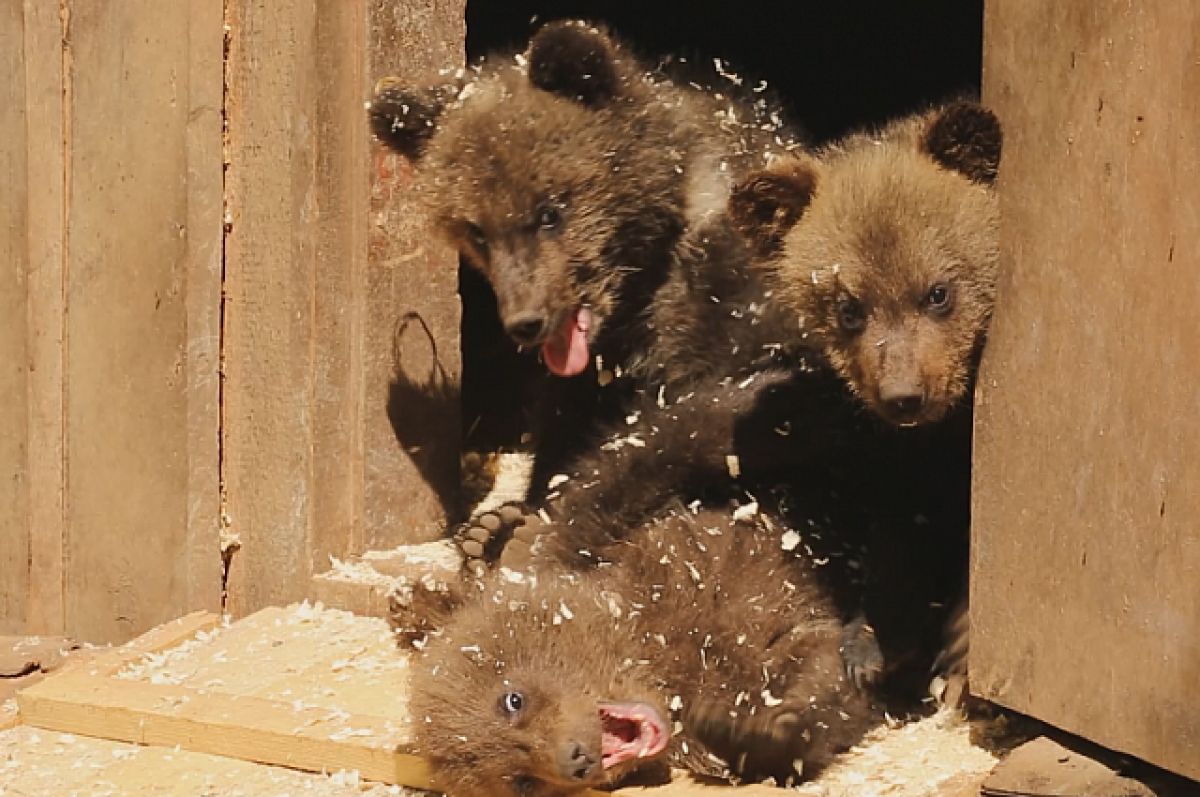    Из-за вздорного нрава 3 тюменским медвежатам ставят больше 3 мисок каши