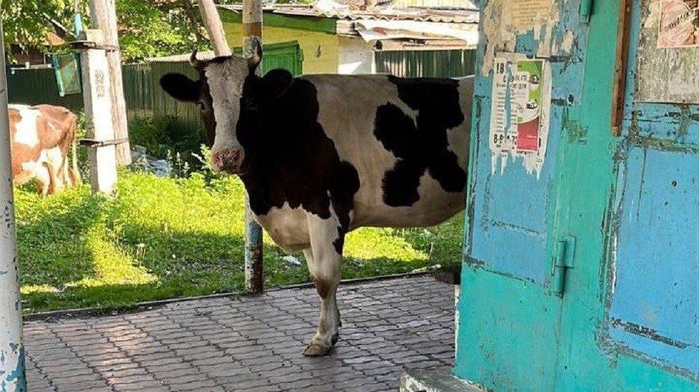     Заказать коровам такси предлагают жители Дальнегорского ГО Приморского края. «Проблемные» телочки доставляют им неудобства — проблему активно обсуждают в соцсетях.