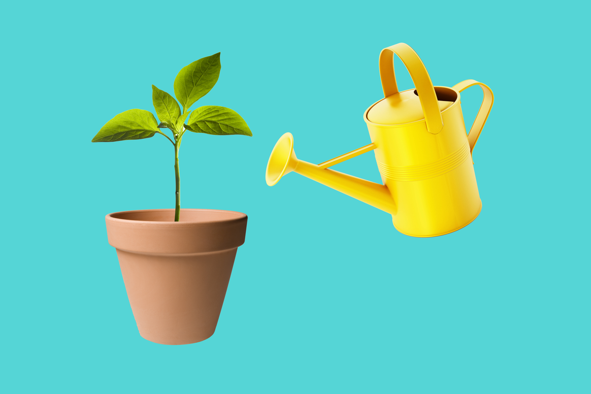     Как поливать растения – сверху или снизу? Советы экспертов по более эффективному поливу цветов