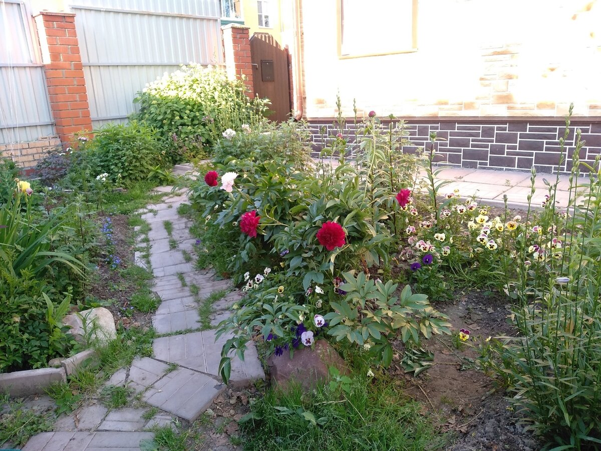 Пионы растут вдоль дорожки справа