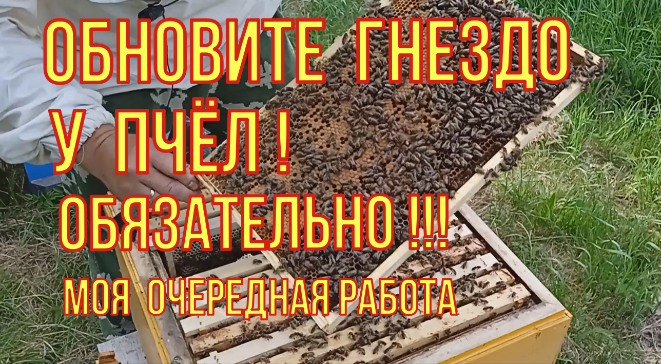 Пчеловод: где учиться и работать, сколько можно зарабатывать