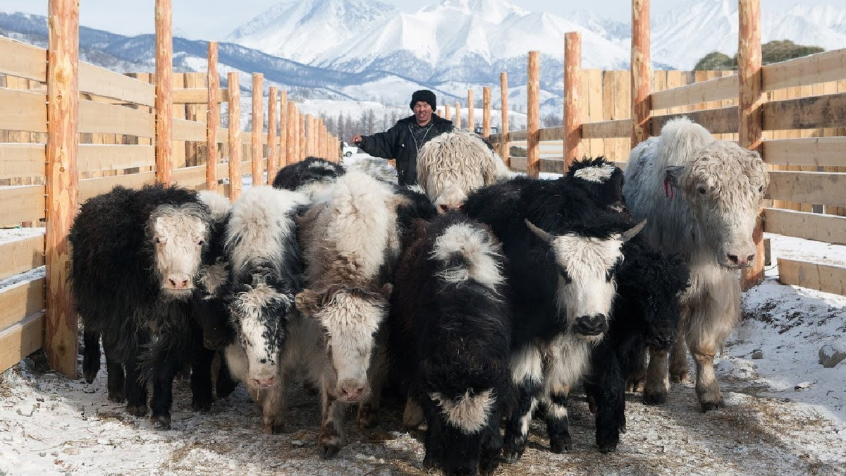 Алтайский край полукочевое скотоводство