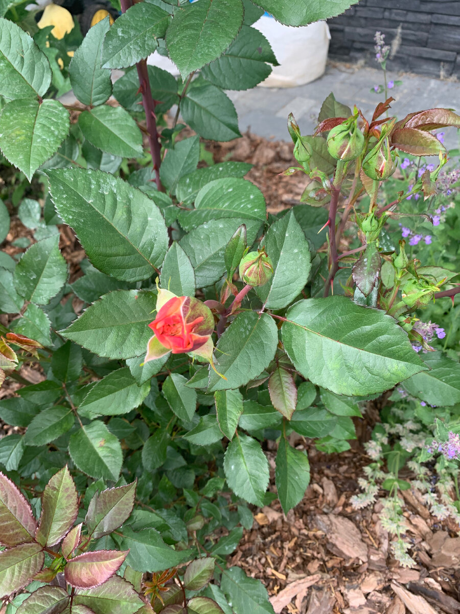 Августа Луиза 