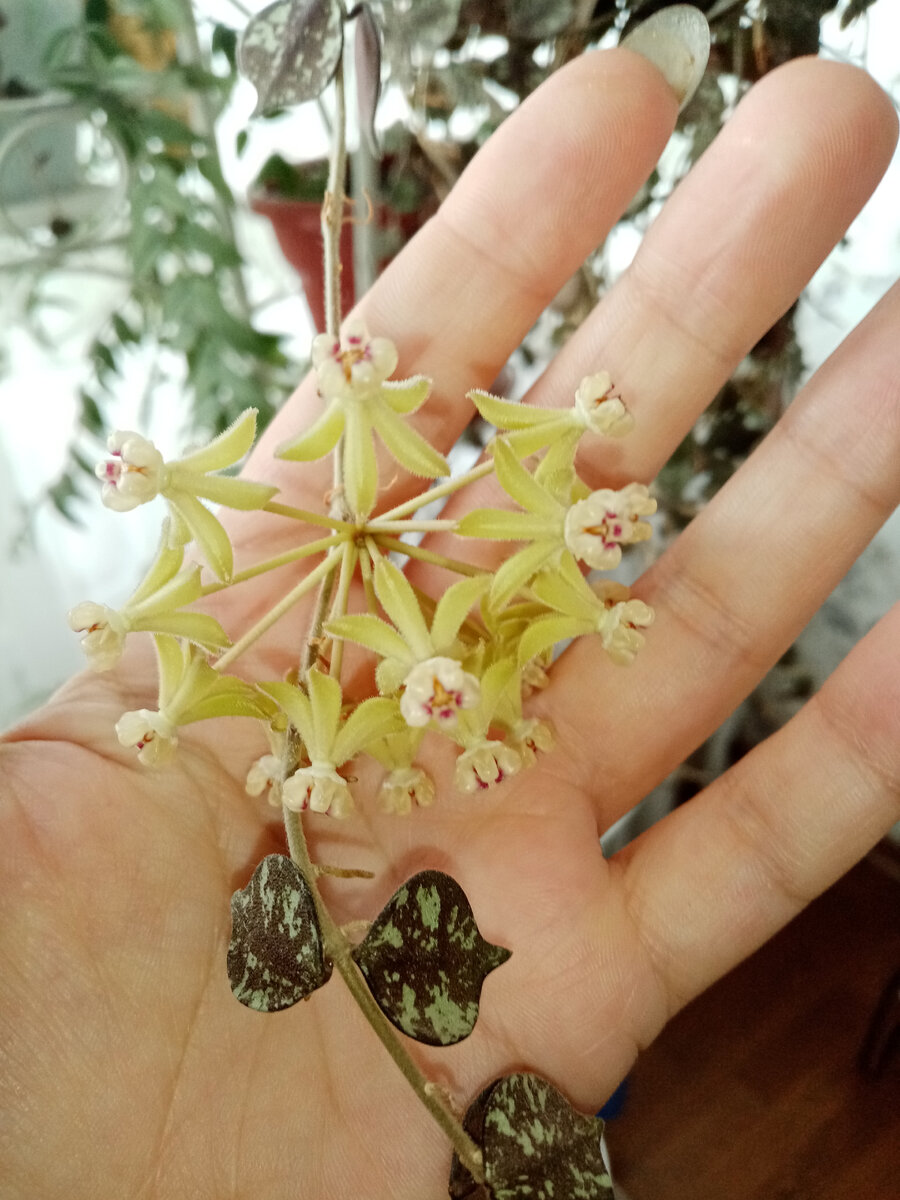 Hoya Curtisii цветёт. 