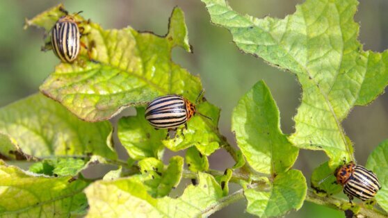 False Potato Beetle This is a picture of a False Potato Be. Flickr