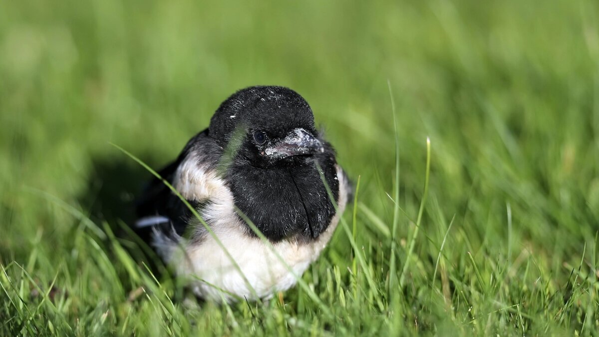 (фото из интернета)