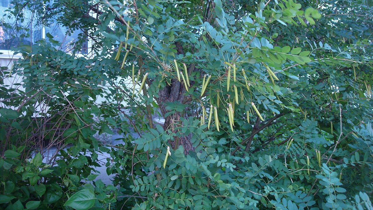 Немного общего вида