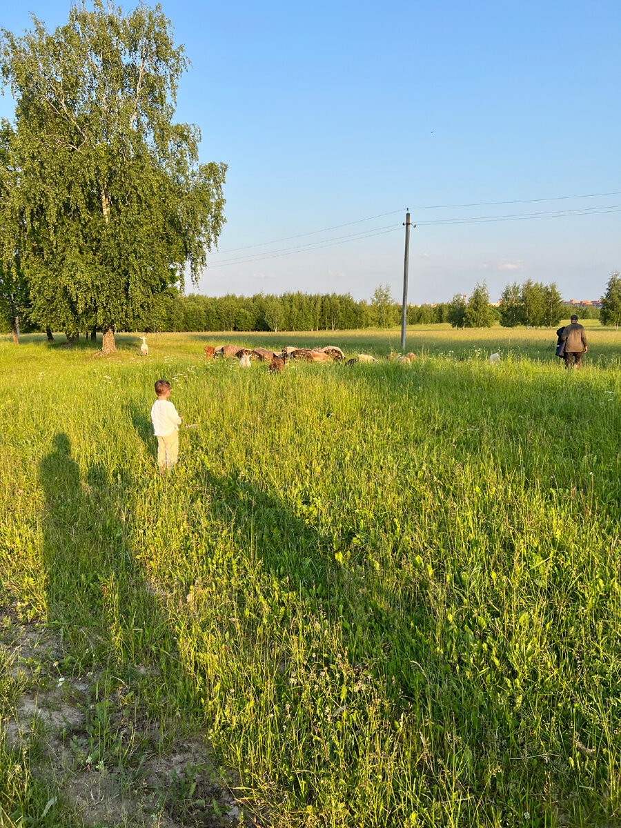 Виктор и стадо Баранов 