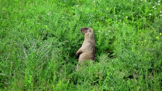 Степной сурок кормится у своей норы цветочками. Нижегородская область