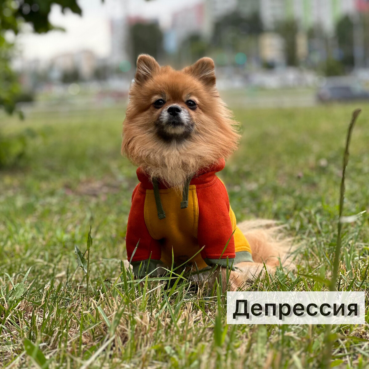 
Собаки 🐶 могут впадать в состояние, схожее с человеческой депрессией, которое называют выученной беспомощностью.

Если вдруг показалось, что собака стала грустная, не проявляет инициативу, отказывается от еды, не просит ласк и не зовет играть, можно подумать, что у нее депрессия. Но всем собаководом нужно знать, что собаки не страдают депрессией, они не обладают прогностическими способностями и не рефлексируют о своем поведении! 👆

Поэтому, при любых изменениях в поведении или характере питомца на протяжении длительного периода времени лучше обратиться к ветеринару , чтобы исключить проблемы со здоровьем! 🏥

Если со здоровьем все хорошо, а настроение питомца не улучшается, вероятно у него состояние выученной беспомощностью. В таком состоянии он не ощущает связи между усилиями и результатом! 
Выученная беспомощность развивается, если собака долгое время живет в обстоятельствах, когда никакие события не зависят от ее воли.

Такое поведение может закрепиться, если хозяин хвалит и ругает животное только по настроению, применяет жесткие методы воспитания и дрессировки, просьбы собаки не воспринимаются или игнорируются🙅‍♀️. 
Со временем собака может стать апатичной, грустной😞 и больше не предпринимает попытки что-то попросить или чем-то заинтересоваться!
Чаще всего выученной беспомощностью страдают собаки из приюта или неблагополучных семей. Она также может возникнуть у питомца, проходящего длительное лечение 💊. Когда собака долгое время испытывают неприятные ощущения (уколы или прием лекарств), на которые она никак повилять не может.

‼️Состояние выученной беспомощности опасно для здоровья собаки! Она становится причиной развития хронического стресса и связанных с ним психологических и физиологических проблем!
Собаководам, заметившим у своих питомцев подобные симптомы, рекомендую обратиться за помощью к ветеринару для обследования организма и к зоопсихологу!