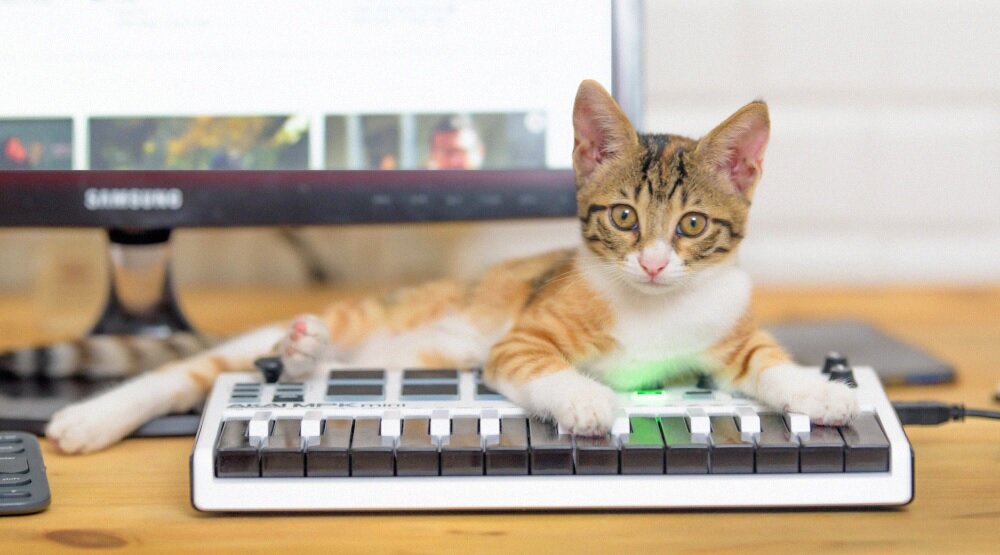 Песни с котами видео. Голос кота. Блоггер из котик. Голос кошки мяуканье МР 3.
