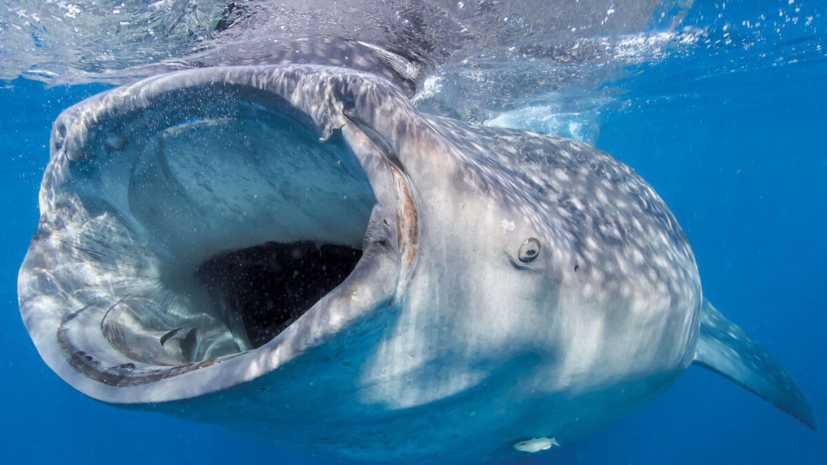     Видео было снято у побережья Ла-Паса в Мексике — в месте, известном изобилием китовых акул.