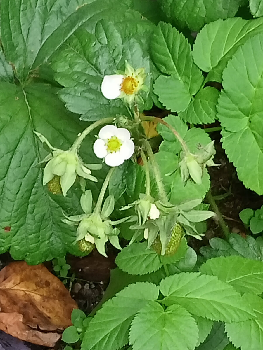 Эту клубничку люди вырастили в клумбе 