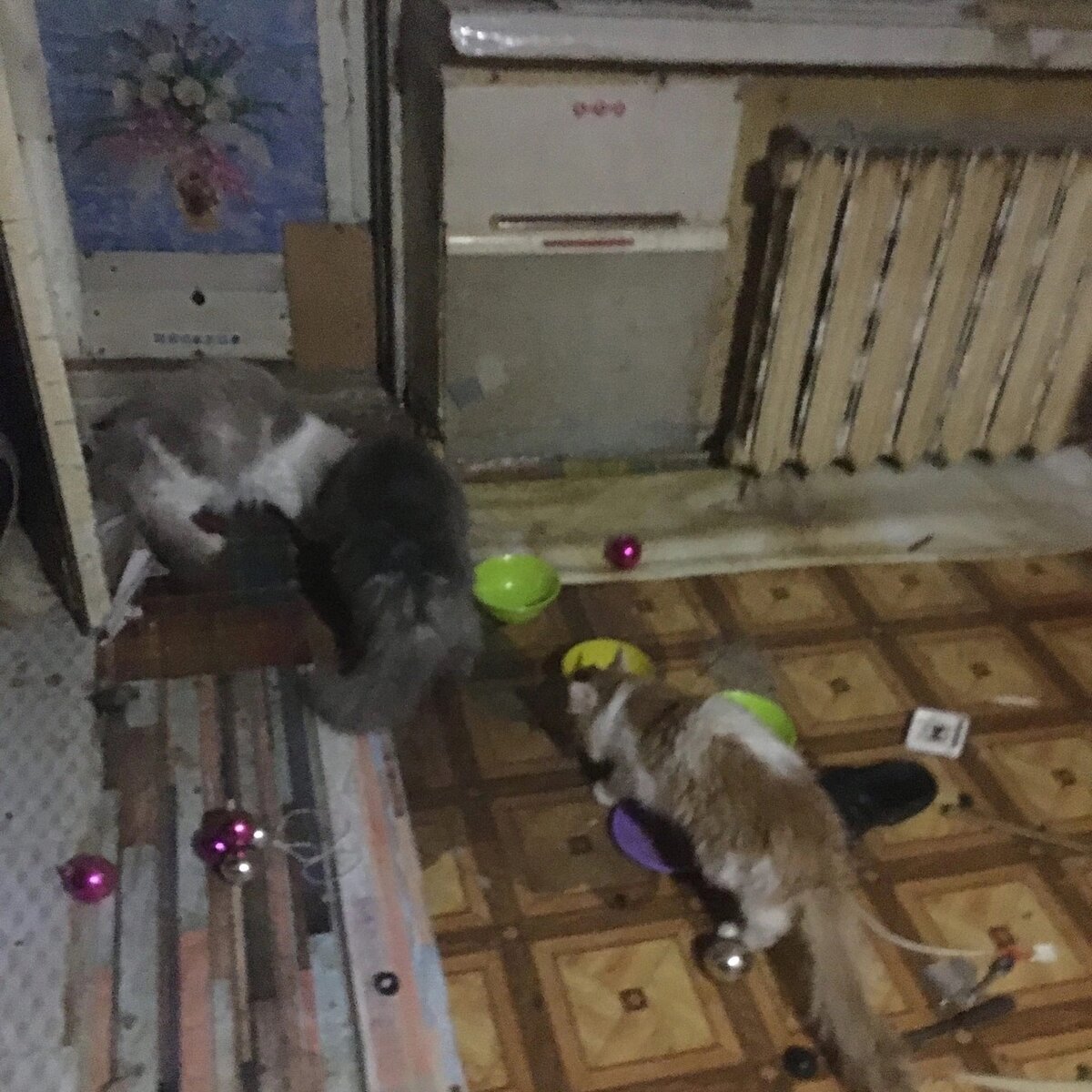 Три кошки жили дома у доброго дедушки