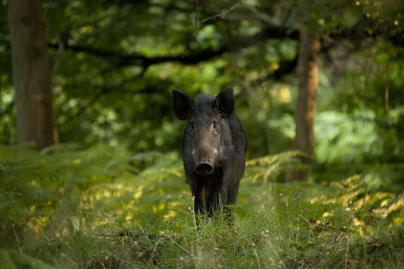Природная среда кабана. Фото Яндекс. Картинки