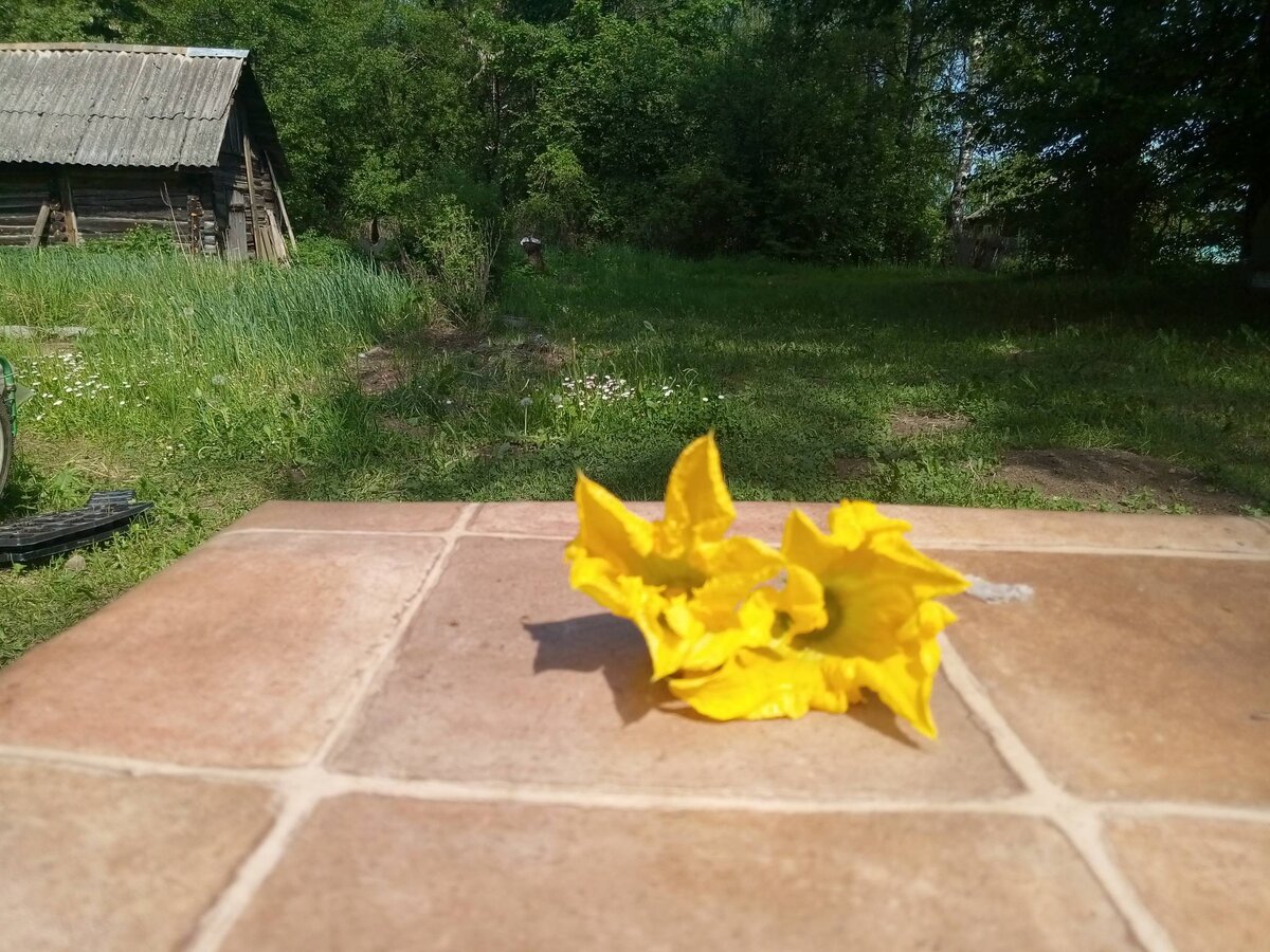 Первые цветы кабачков и огурцов обрывают. Зачем? Чтобы не тормозили развитие всей плети, которая в итоге, сохранив силы, даст больше урожая. Но это не очевидно.