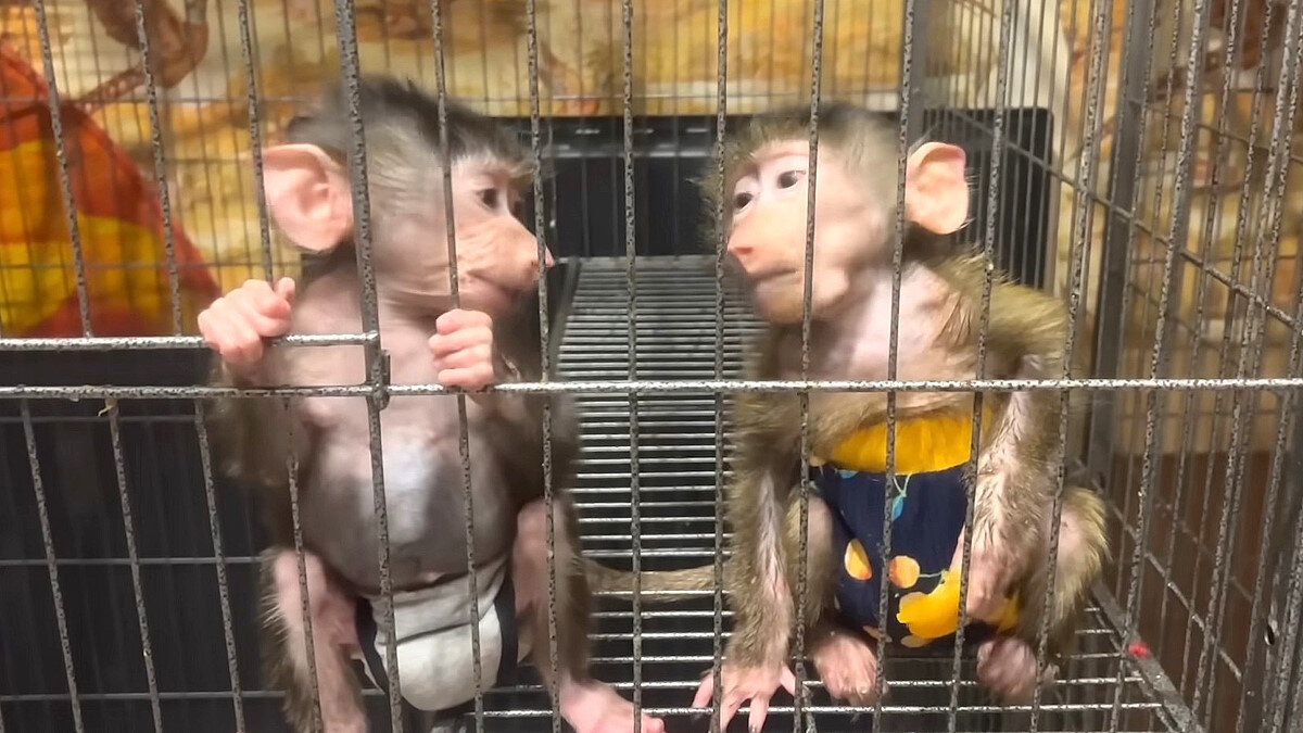    Гамадрилы Степа и Люся