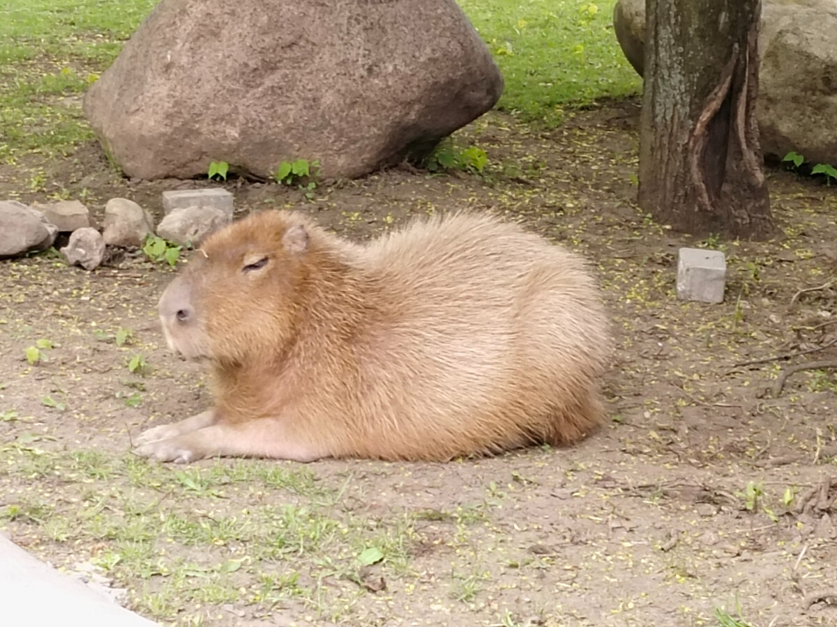 Вы же видели эту популярную капибару? | Capybara314 | Дзен