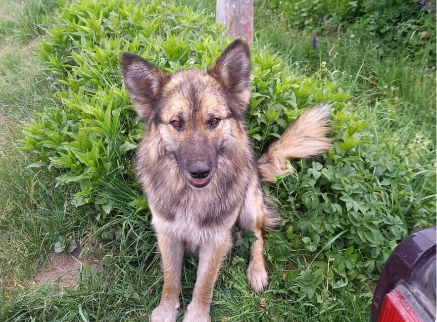 Ходит как неприкаянный. Всё время в поисках еды 