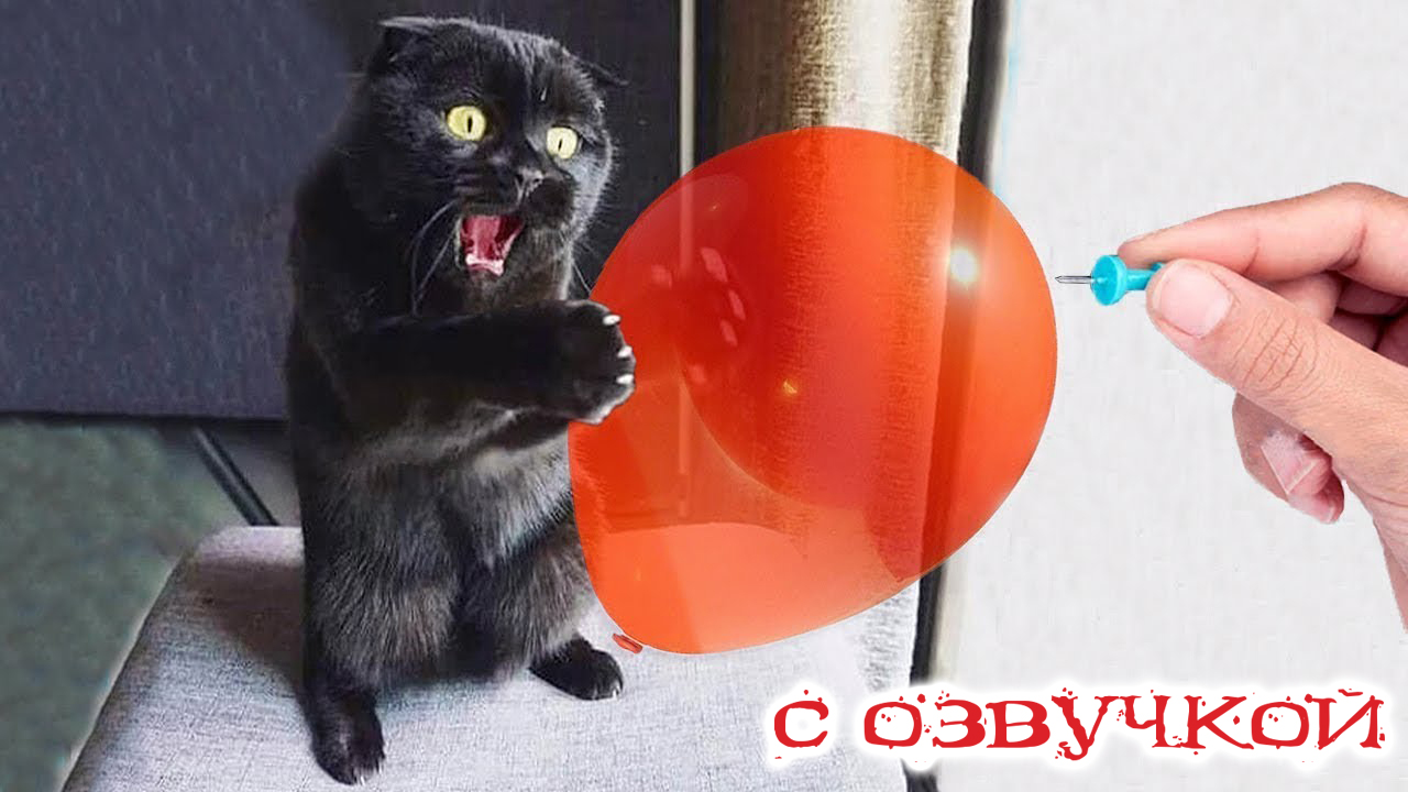 ПРИКОЛЫ С КОТАМИ! УЛЁТНЫЕ смешные коты С ОЗВУЧКОЙ! Смешные ЖИВОТНЫЕ! | Domi  show | Дзен