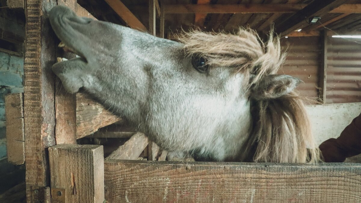     У ребенка рассечена лобная часть головы и закрытый перелом носа. Травматологи оказали ему помощь и отпустили.