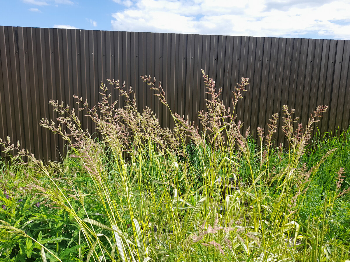 даже стебельки золотые!