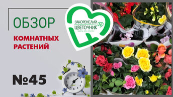 #45 Обзор комнатных растений в цветочных магазинах в Балашихе и Шадринске