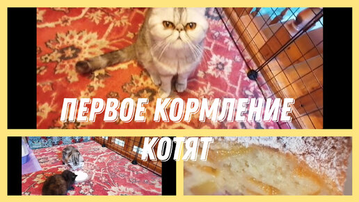 Печем персиковый пирог/первое кормление котят😸