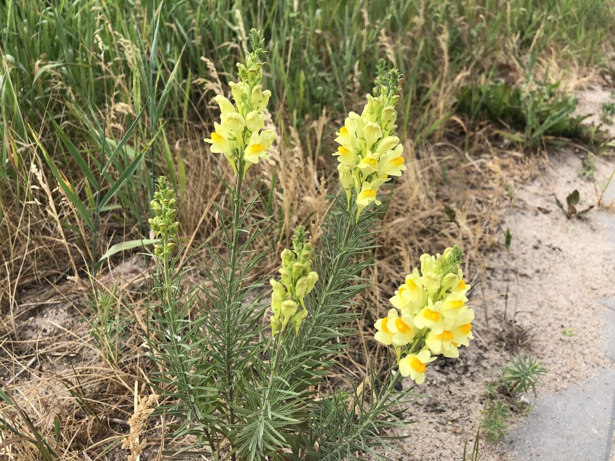 Линария обыкновенная, посмотрите на листья, они голубого цвета и напоминают полынь 