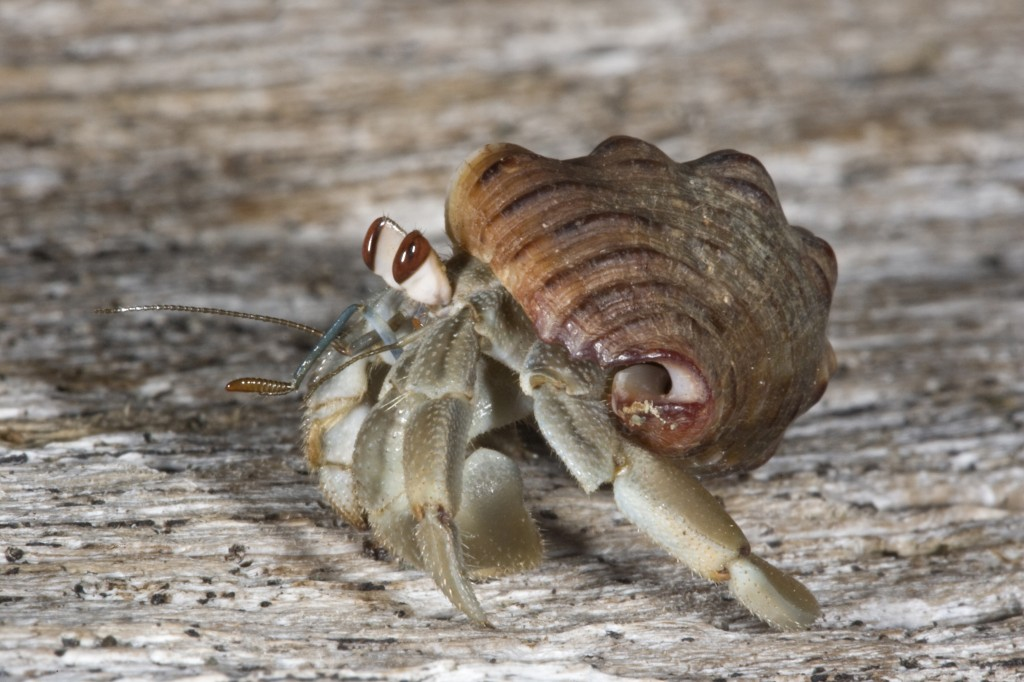 Фото взято из общего доступа в сети интернет