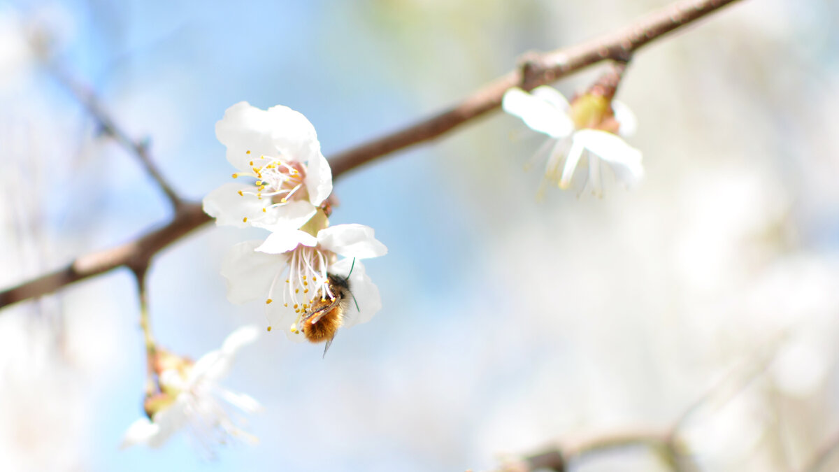 Вот и пчёлки проснулись