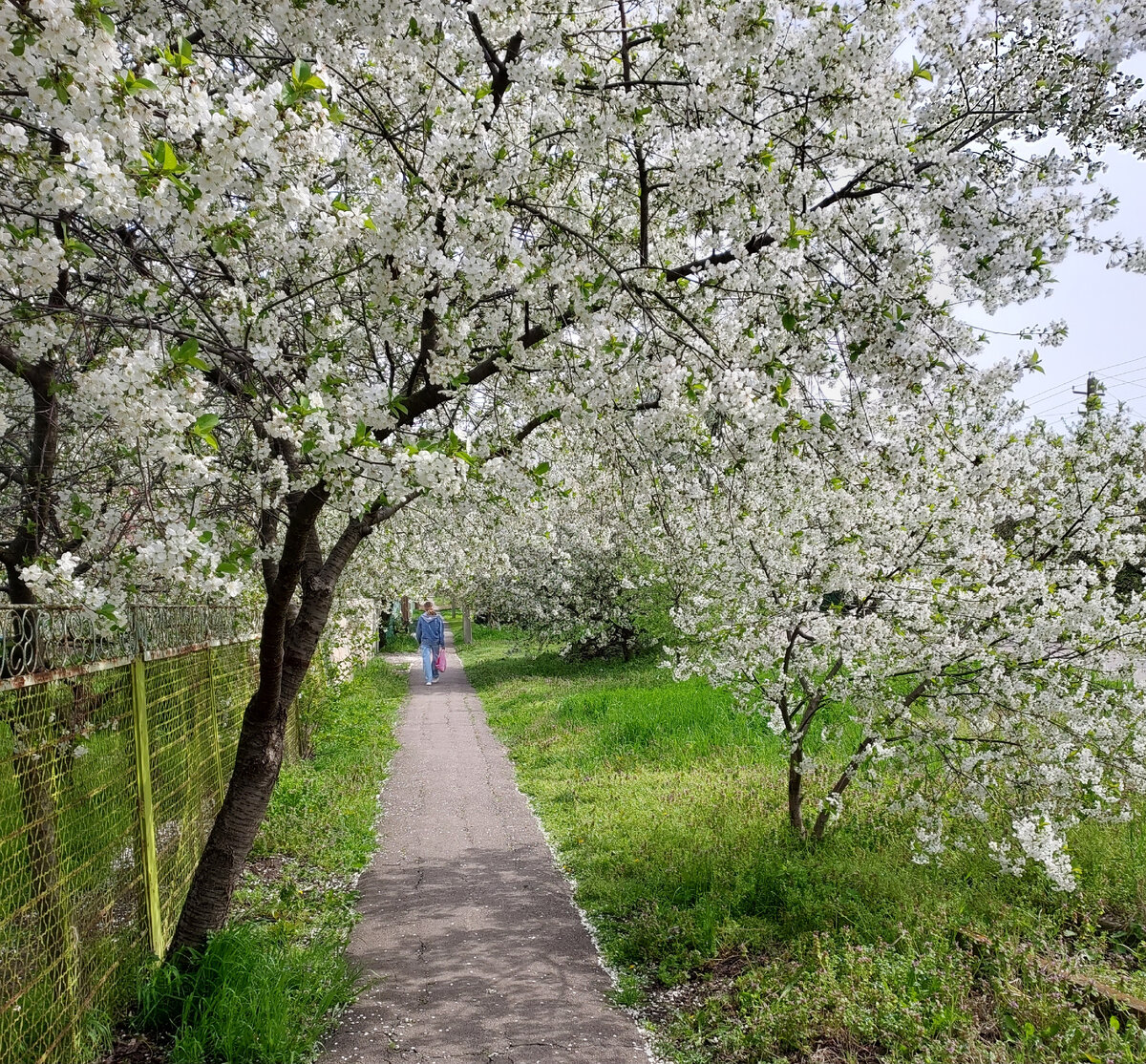 Цветущая Кубань.
