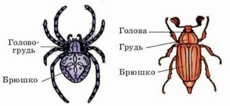 Различия внешнего строения паука (паукообразные) и жука (насекомые)