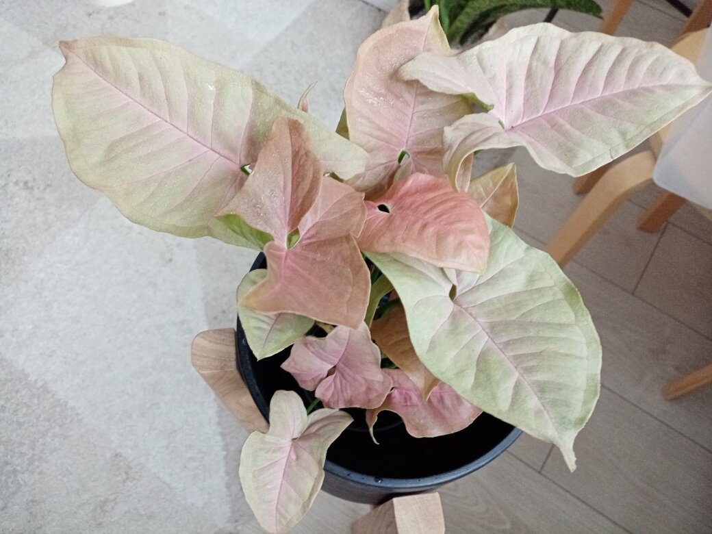 Syngonium Neon robusta