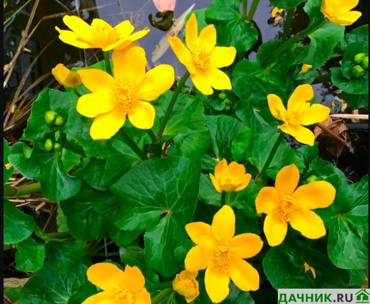 Желтые цветы для посадки в саду (с фото)
