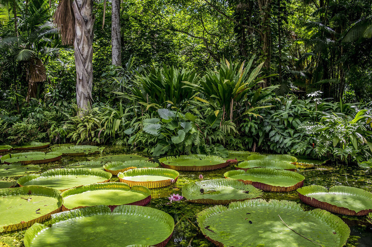 Целая куча фототрофных автотрофов
