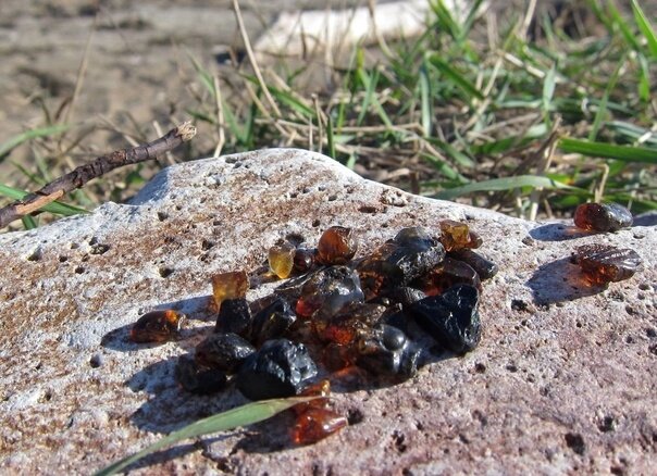 Сахалинские мелкие янтаринки