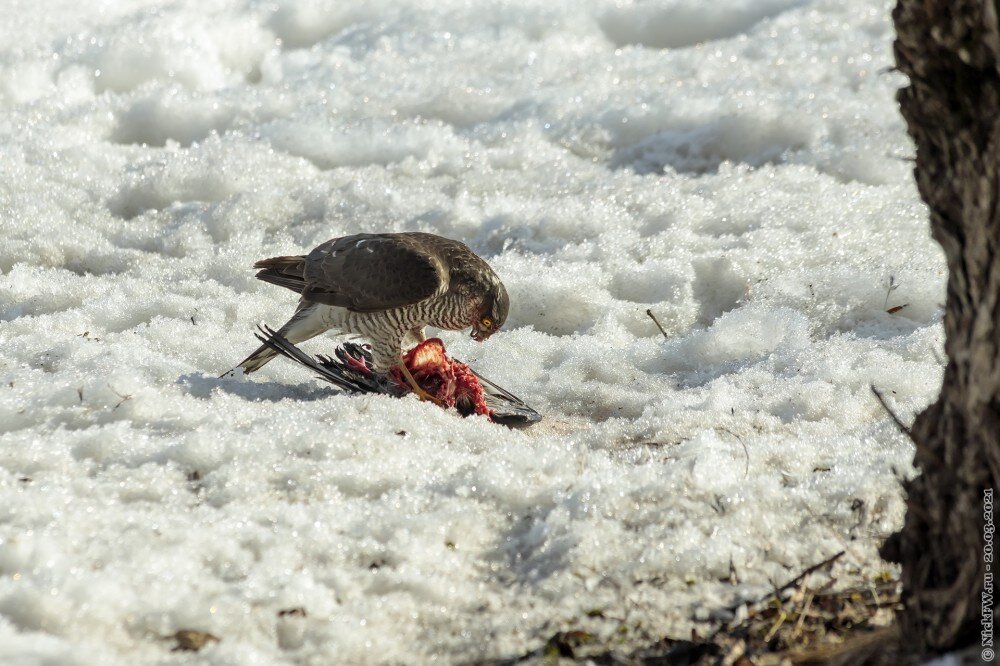 2. Ястреб-перепелятник обедает голубем © NickFW.ru — 20.03.2021г.